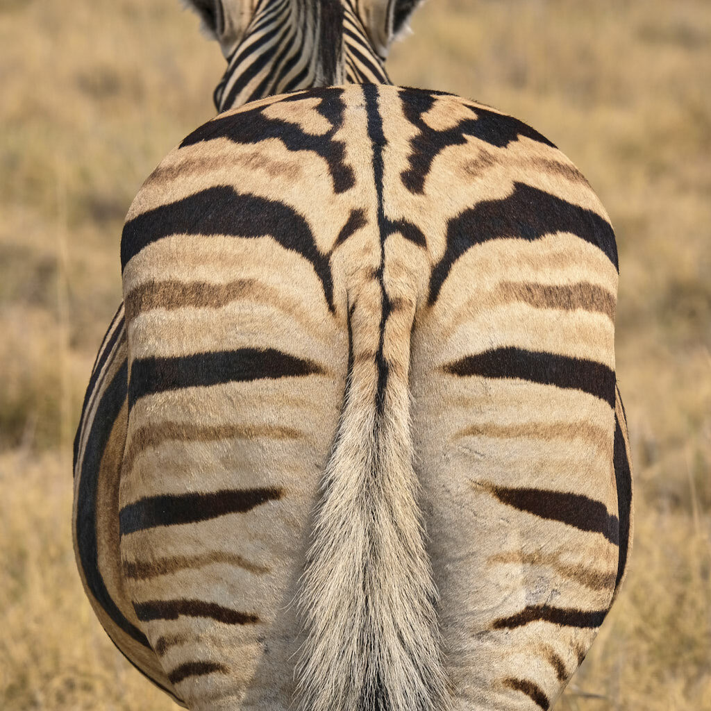 Zebra von hinten in der Etosha