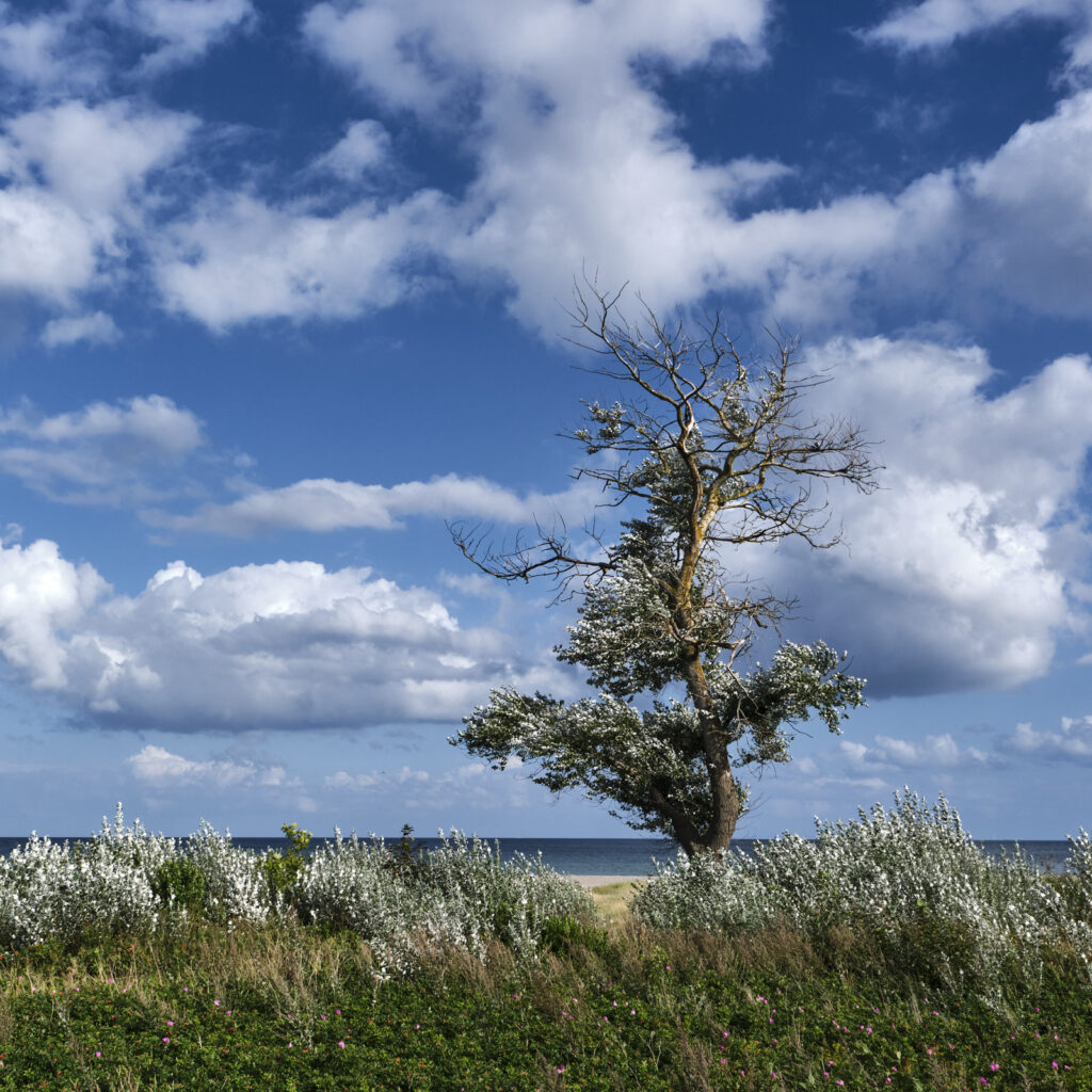 An der äußersten Spitze der Halbinsel Hindsholm liegt Fynshoved (Der Kopf Fünens), eine der schönsten Gegenden Dänemarks.