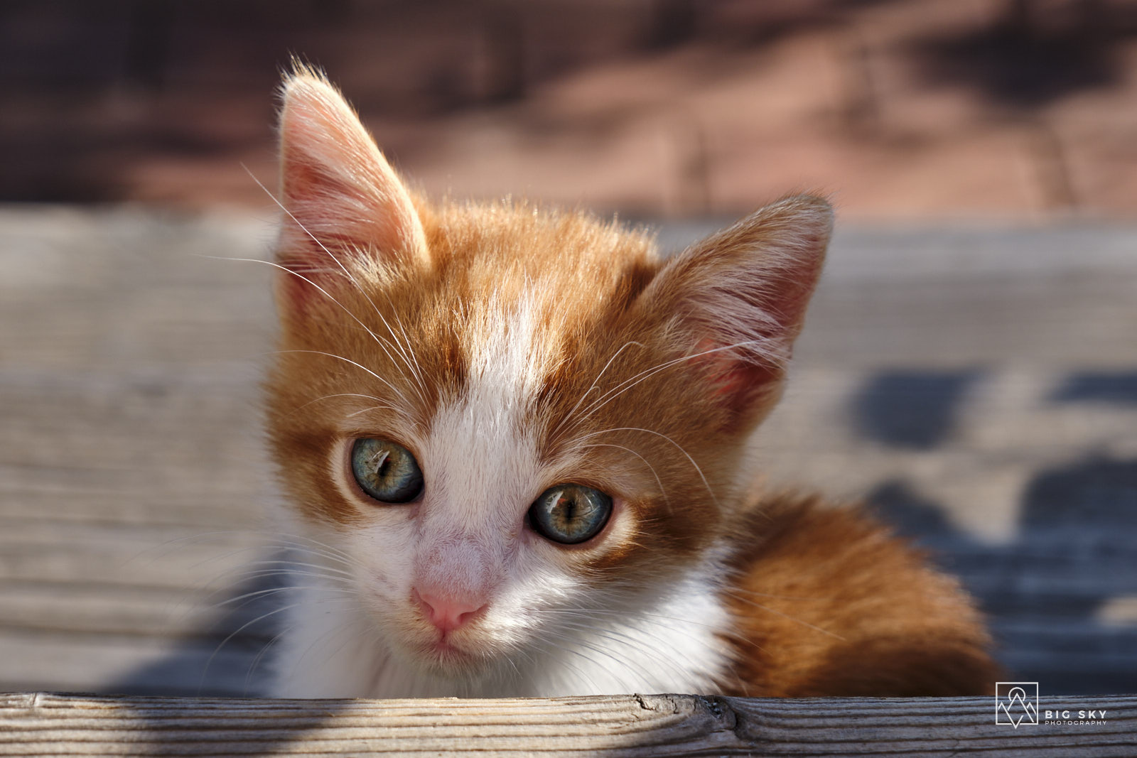 Alles für die Katz!