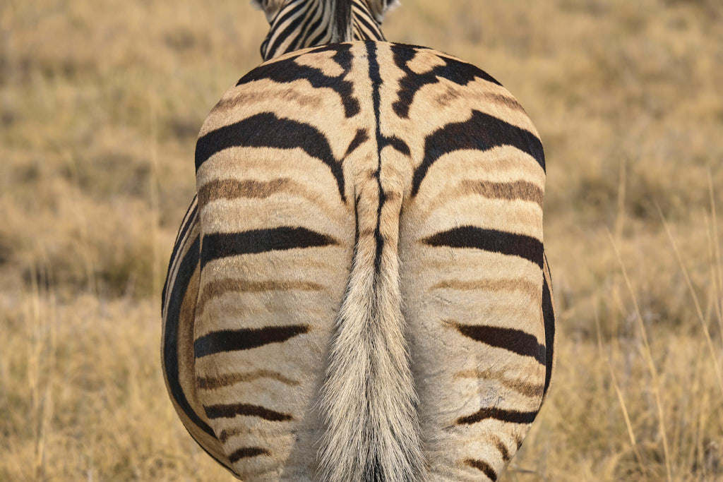 Zebra von hinten in der Etosha