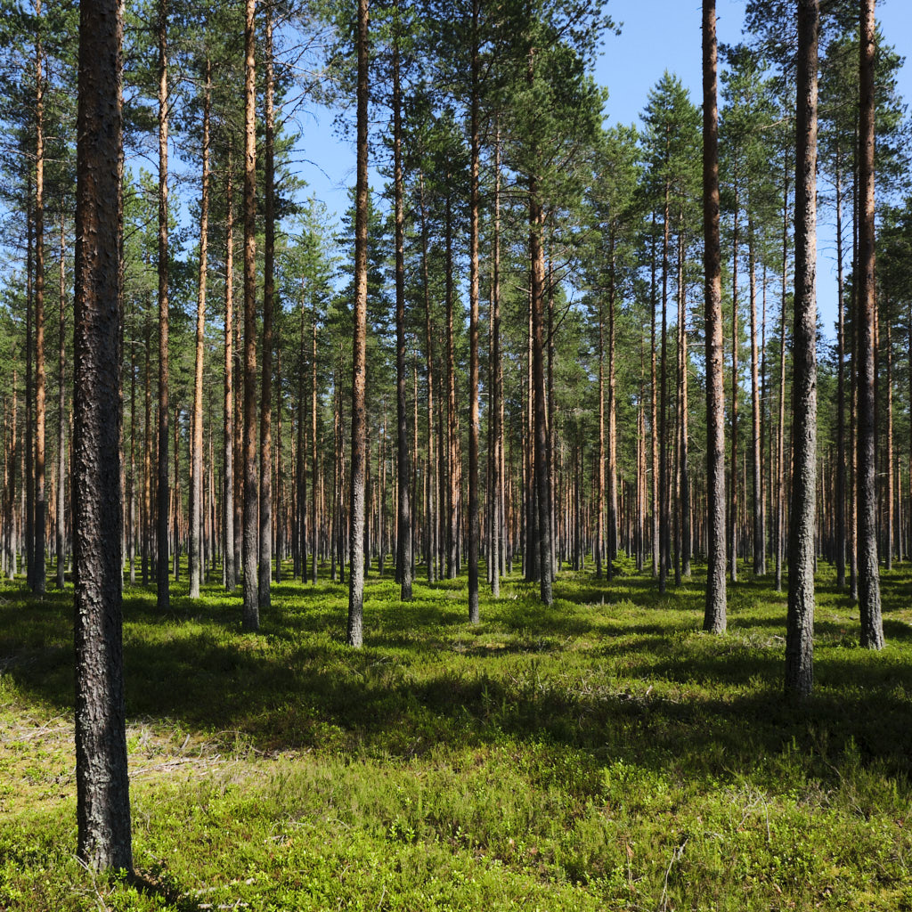 Sonnenlichtdurchfluteter Nadelwald im finnischen Nationalpark Salamajaerven