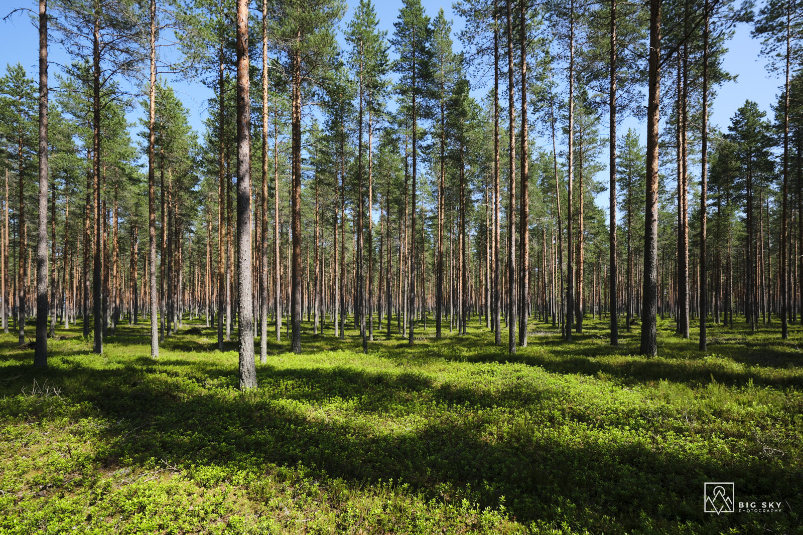 Vom Sonnenlicht durchflutet - Nadelwald im finnischen Nationalpark Salamajaerven
