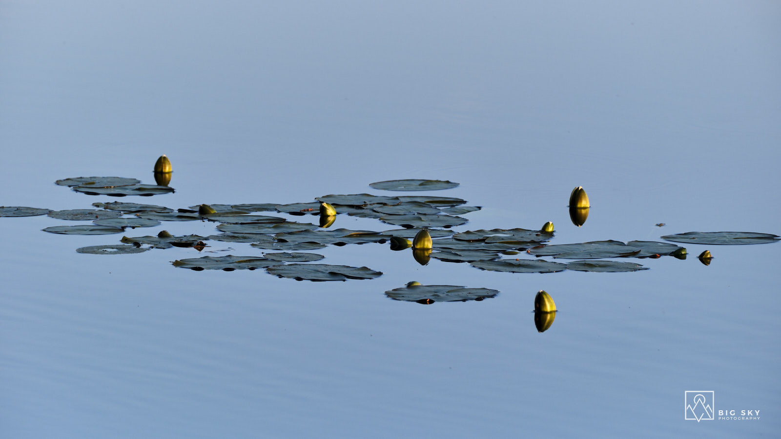 Seerosen im Nationalpark Salamajaerven