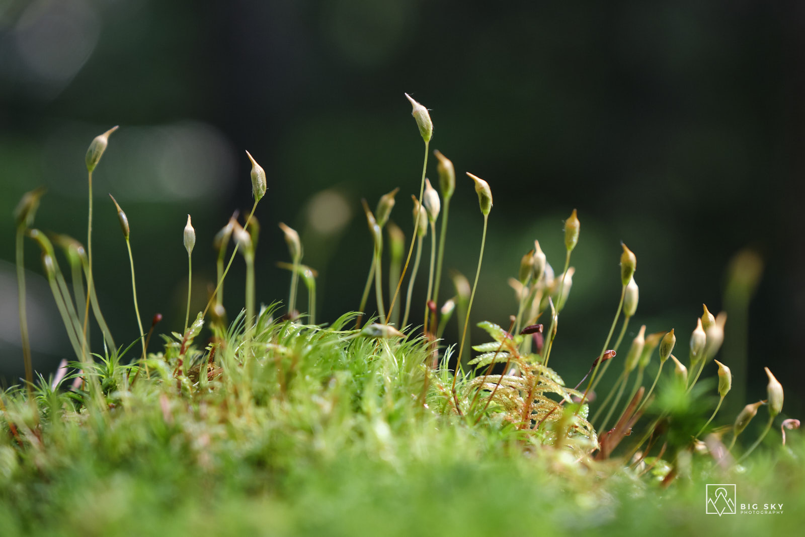 Auf langen Stielen thronen Sporenkapseln über dem Moospolster im Nationalpark Salamajaerven