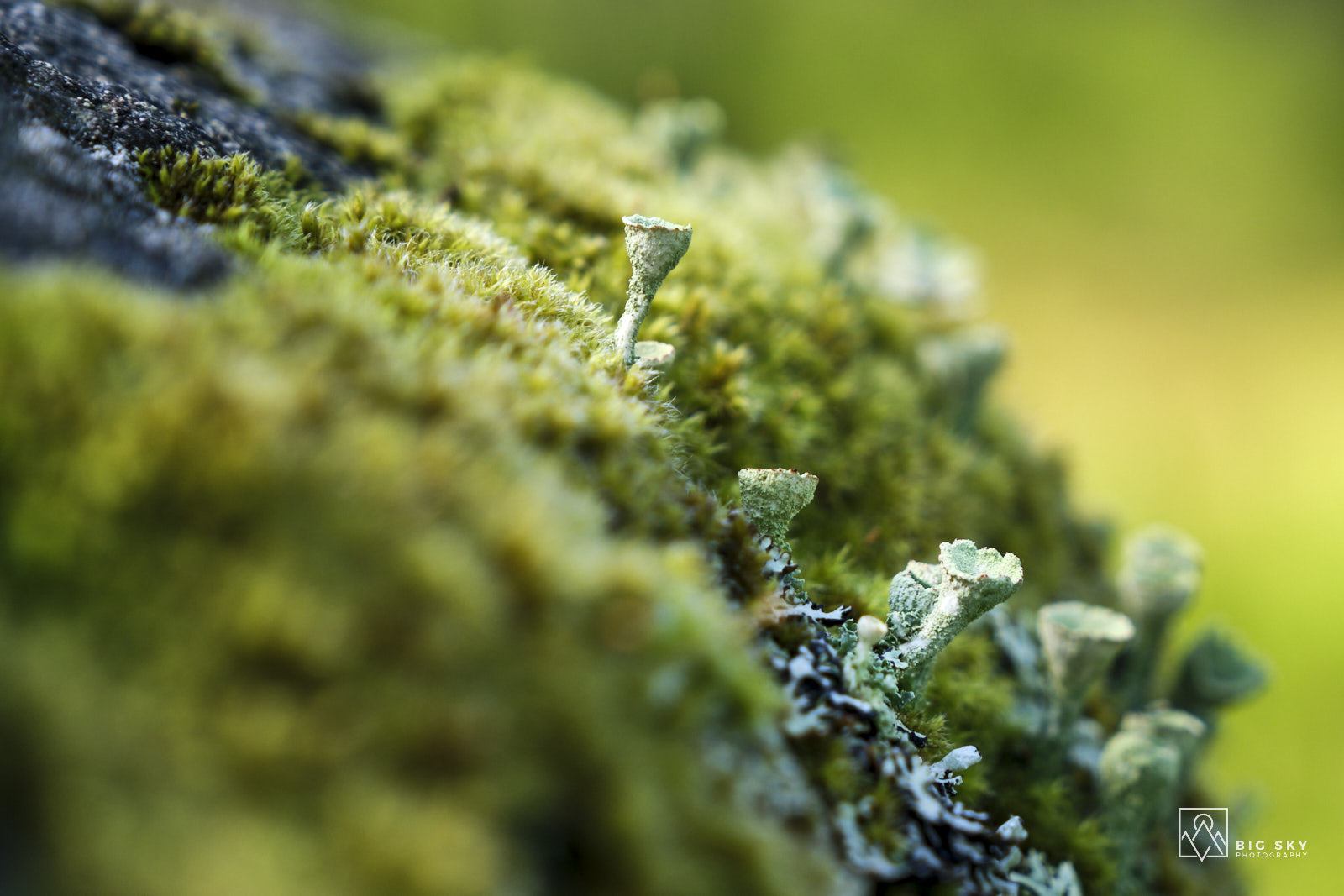 Moose und Flechten sind typische Vertreter der Vegetation im Nationalpark Salamajaerven