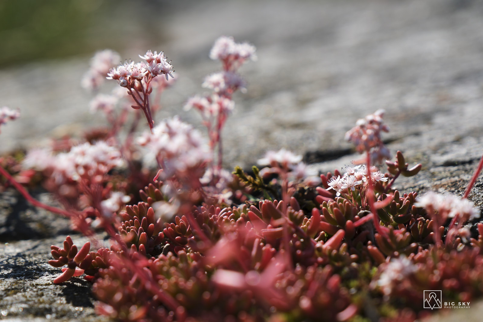 Weißer Mauerpfeffer - die sternförmigen, weissen Blüten werden gerne von allerlei Insekten besucht