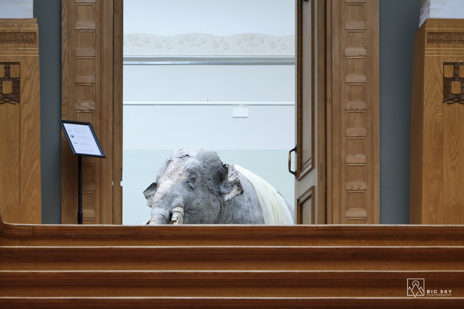 Der sprichwörtliche Elefant im Raum - hier im Art Museum in Turku