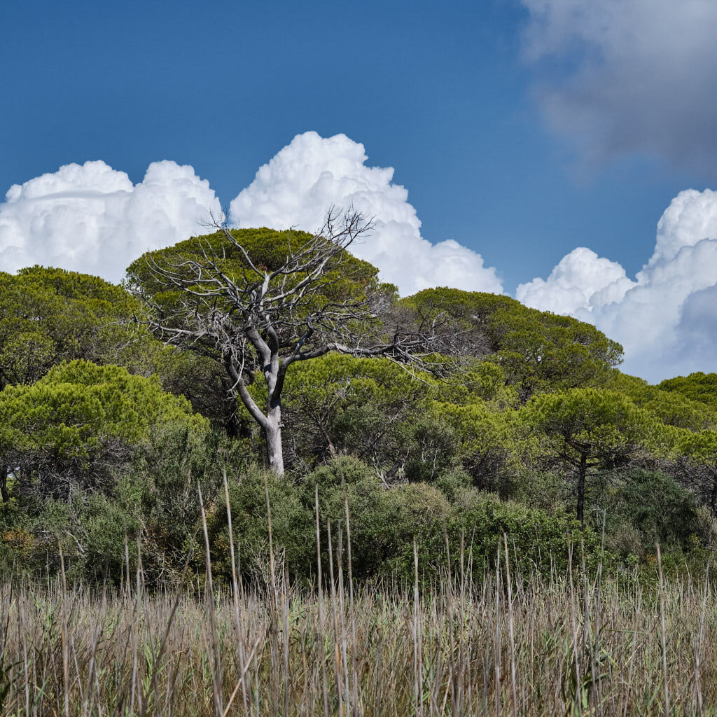 Pinienwald unter blauem Himmel im Nationalpark der Maremma in der Toskana