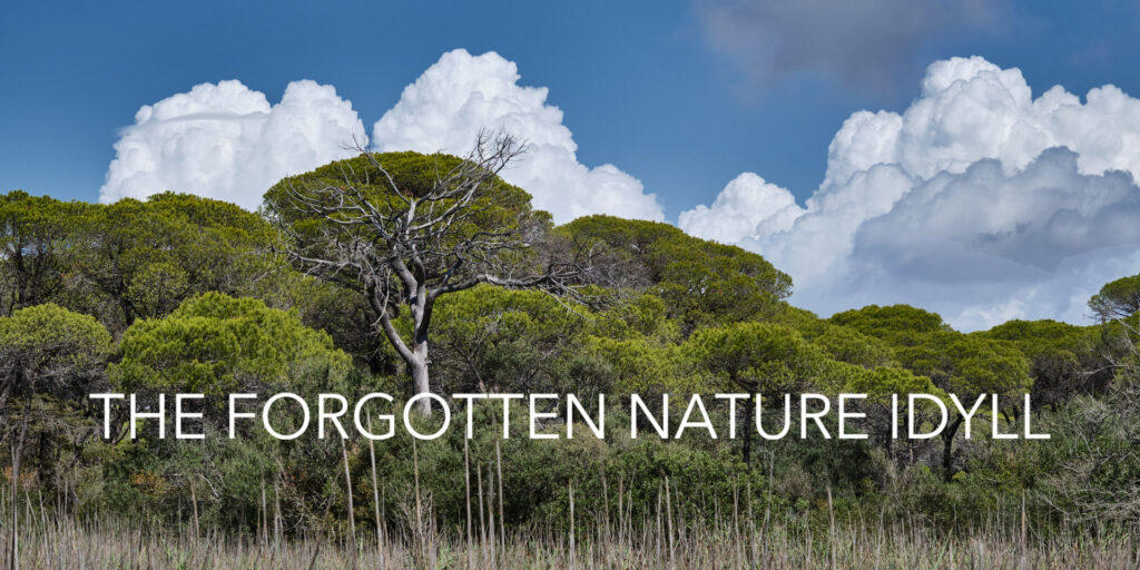 Pinienwald unter blauem Himmel im Nationalpark der Maremma in der Toskana