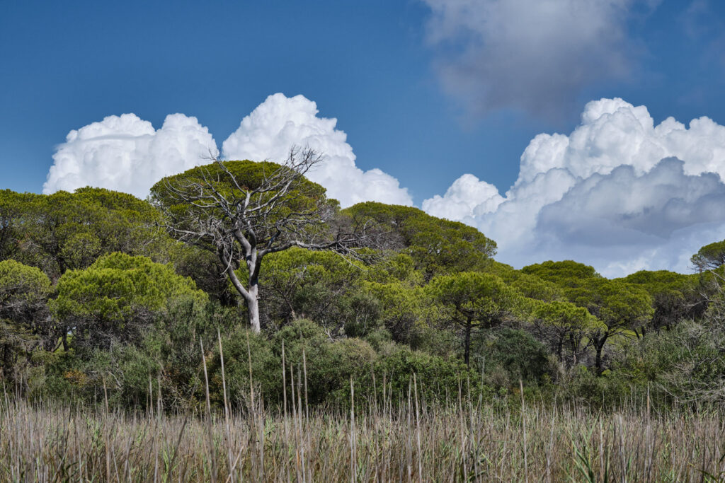 Pinienwald unter blauem Himmel im Nationalpark der Maremma in der Toskana