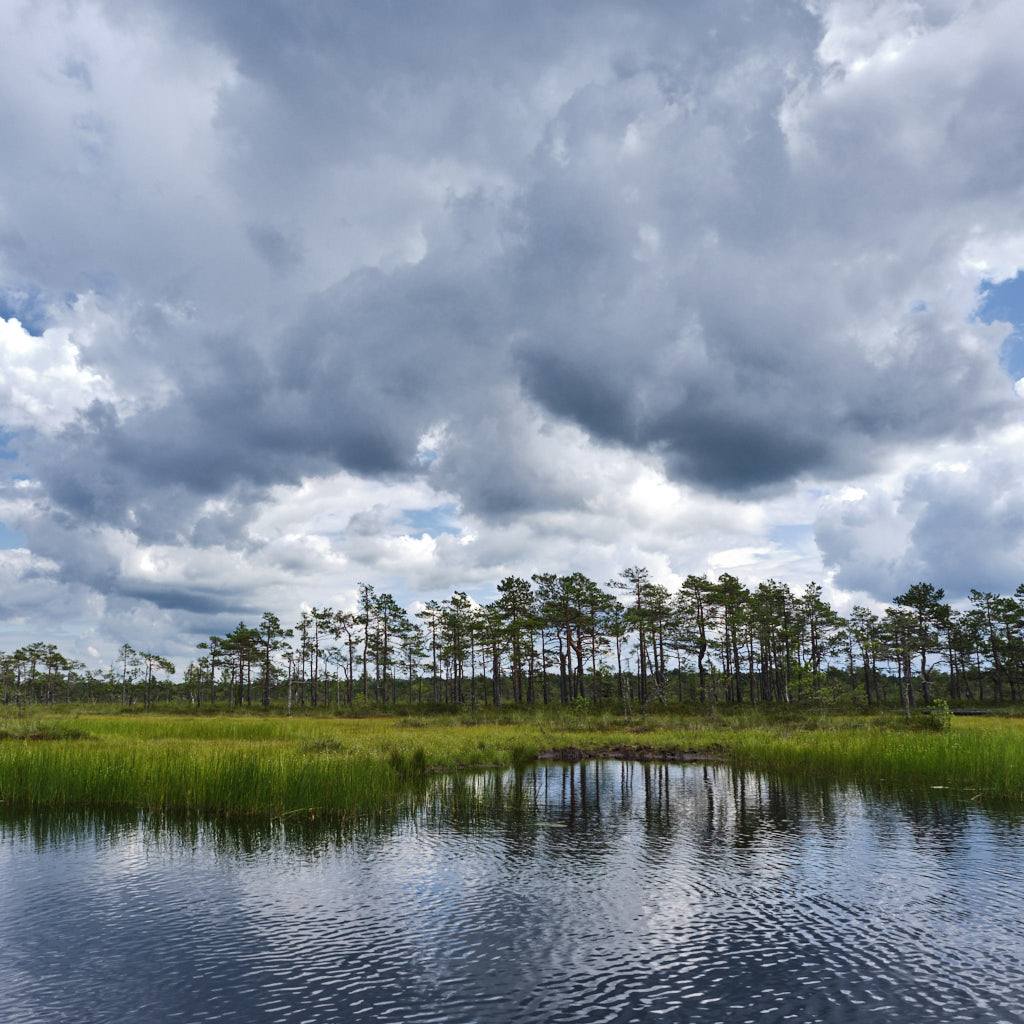 Der Soomaa-Nationalpark (übersetzt Sumpfland) beeindruckt mit ausgedehnten Mooren, umgeben von Wäldern, Flüssen und blumenreichen Waldwiesen