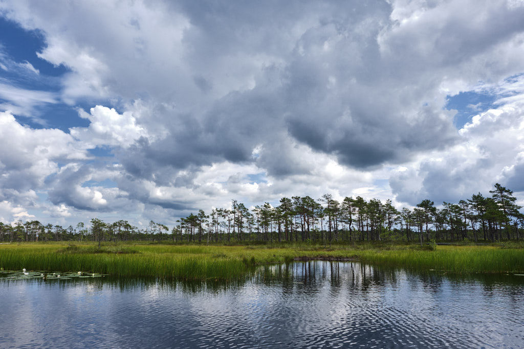 Der Soomaa-Nationalpark (übersetzt Sumpfland) beeindruckt mit ausgedehnten Mooren, umgeben von Wäldern, Flüssen und blumenreichen Waldwiesen