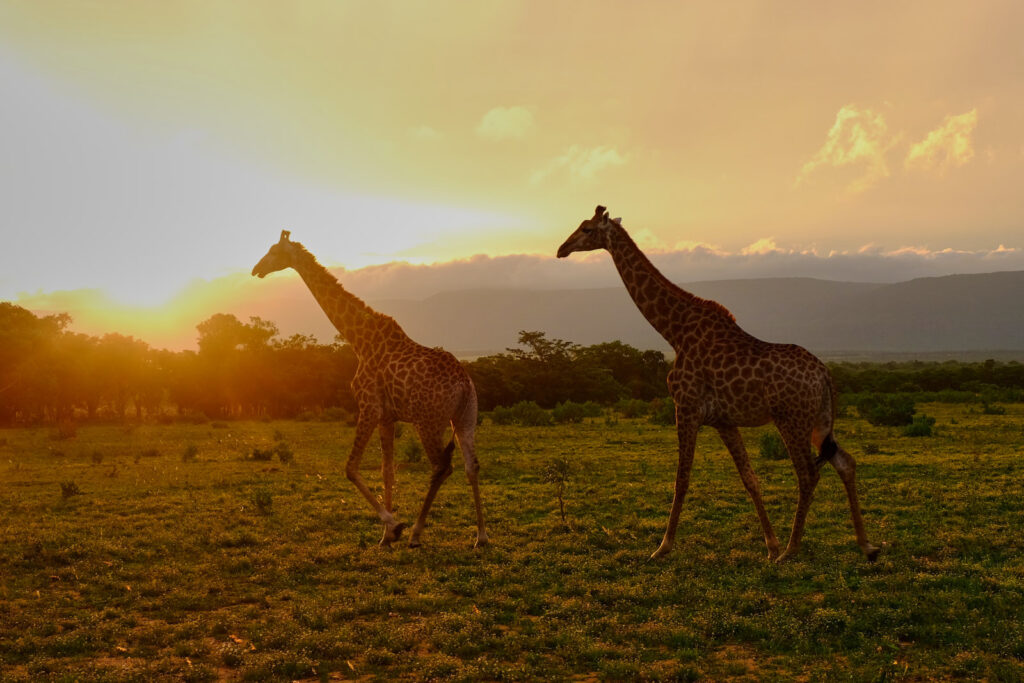 Zwei Giraffen im Abendlicht im Entabeni Wildside Camp in Südafrika