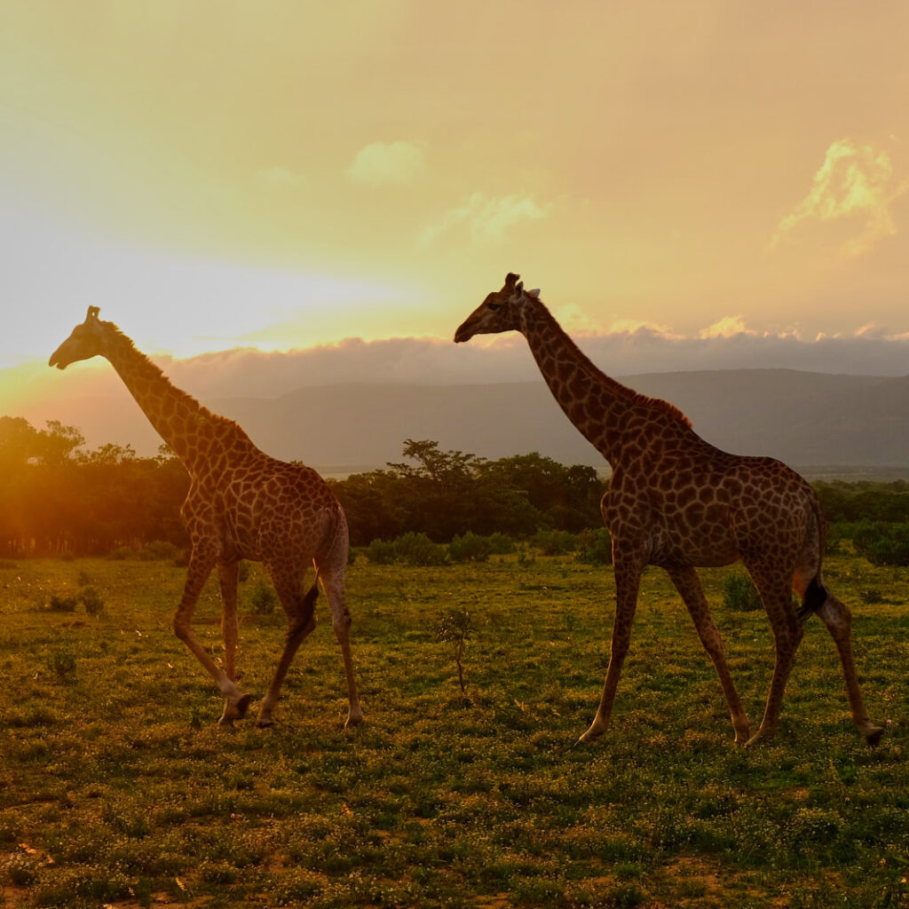 Zwei Giraffen im Abendlicht im Entabeni Wildside Camp in Südafrika