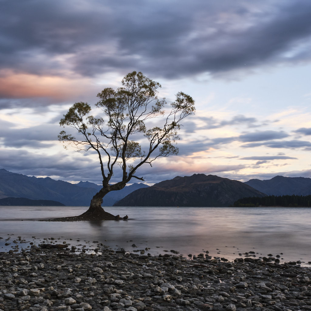 "That Wanaka Tree" - die berühmte Bruchweide, steht direkt im Wasser des Lake Wanaka und wurde vor über 80 Jahren als Zaunpfahl gepflanzt.