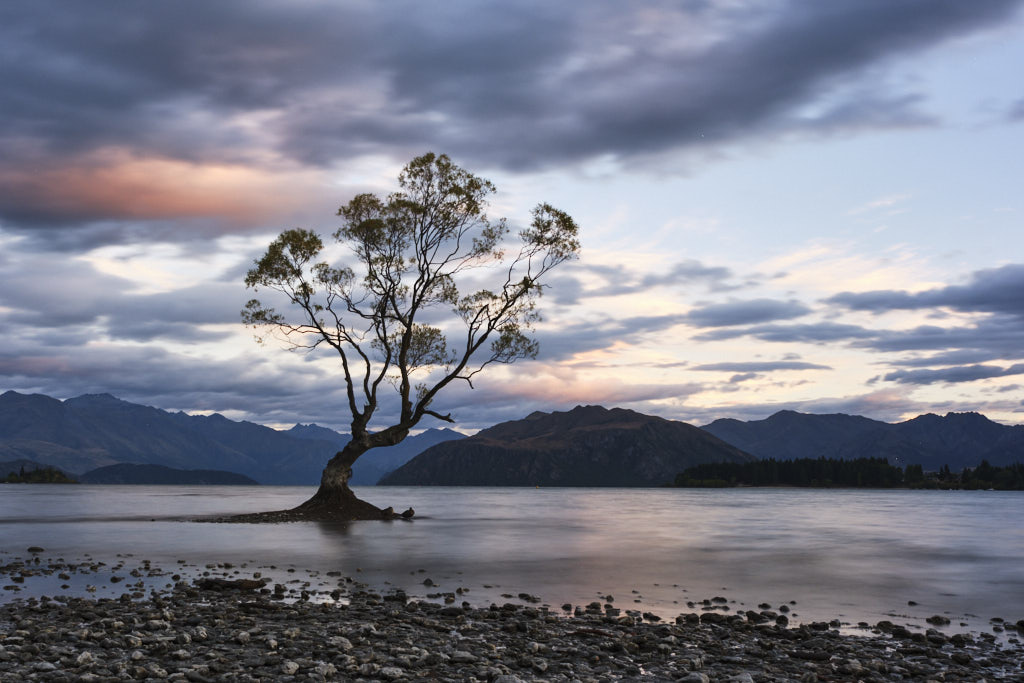 "That Wanaka Tree" - die berühmte Bruchweide, steht direkt im Wasser des Lake Wanaka und wurde vor über 80 Jahren als Zaunpfahl gepflanzt.