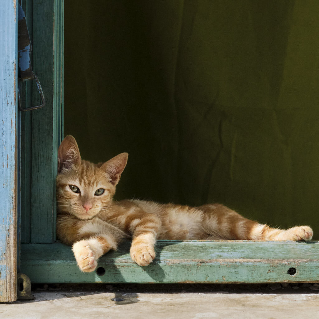 Katze im Fenster bei Morgenlicht in Vinezac in der Provence