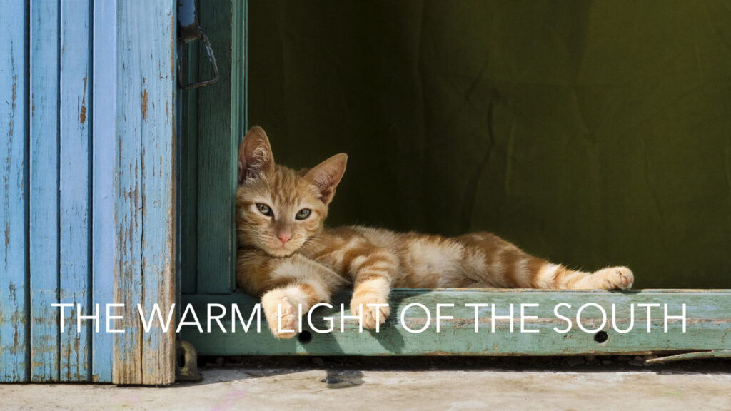 Katze im Fenster bei Morgenlicht in Vinezac in der Provence