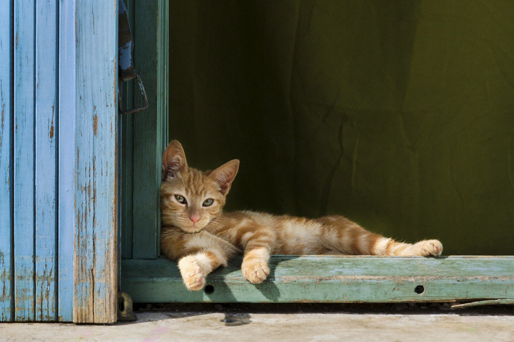 Katze im Fenster bei Morgenlicht in Vinezac in der Provence