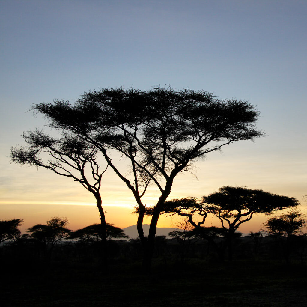 Schirmakazien im Abendlicht in der Serengeti in Tansania