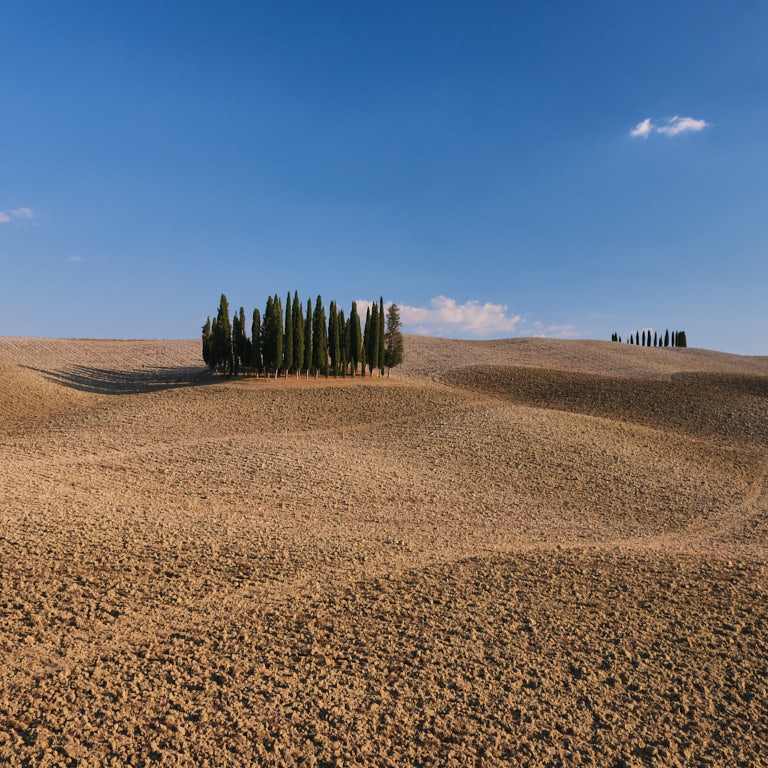 Zypressengruppe im Val d'Orcia in der Toskana